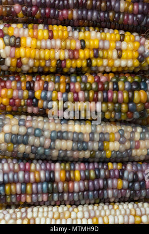 Close up of fresh raw colorful gem glass corn on cob full frame Stock Photo