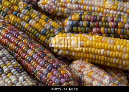 Close up of fresh raw colorful gem glass corn on cob full frame Stock Photo