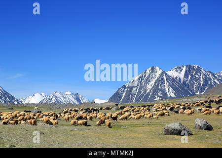 A flock of mountain sheep graze on a green pasture in the mountains in ...