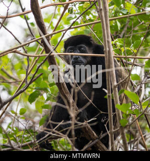 Howler Monkey (Alouatta palliata) in the Tropical Dry Forest canopy of  Peninsula Papagayo in the Guanacaste region of Costa Rica Stock Photo