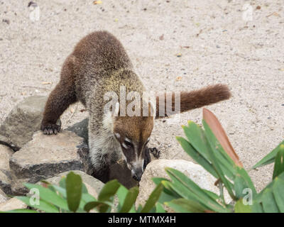 A white-nosed coatimundi (nasua narica) forages for food at the Four Seasons Resort on Peninsula Papagayo, in the Guanacaste province of Costa Rica Stock Photo