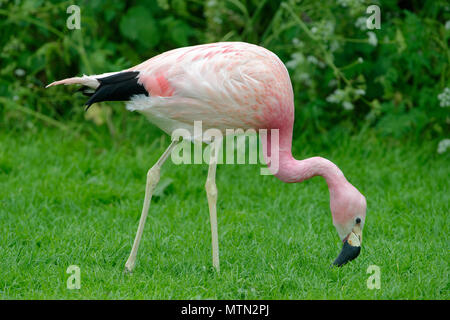 Andean Flamingo - Phoenicoparrus andinus Stock Photo