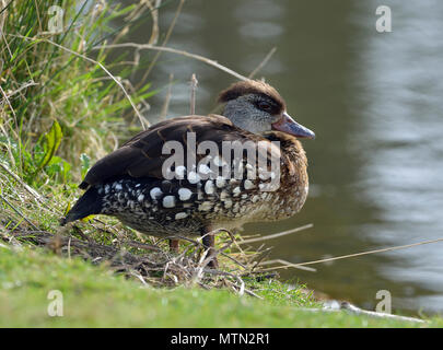 Spotted Whistling-duck - Dendrocygna guttata  From Indonesia Stock Photo