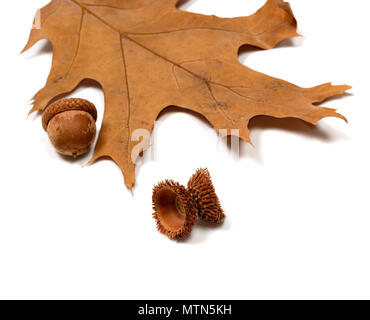 Autumn acorns and part of dried oak leaf. Isolated on white background. Selective focus. Stock Photo