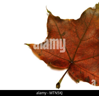 Part of brown dry autumn maple leaf. Isolated on white background with copy space. Stock Photo