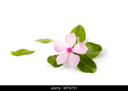 Madagascar periwinkle isolated on white background. Medical plant. Stock Photo