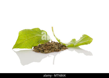 Salvia divinorum fresh and dried leaves isolated on white background. Stock Photo