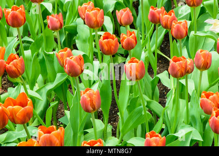 Orange tulips flower on field background Stock Photo
