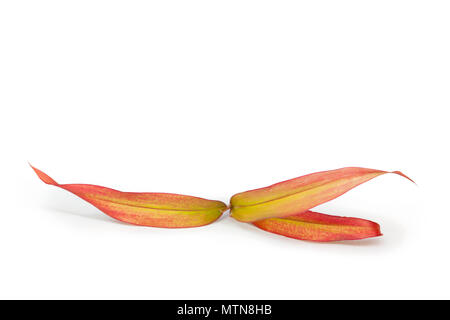 Cordyline fruticosa, good luck plant, palm lili or chinese fire leaf leaves isolated on white background. Medicinal plant. Stock Photo