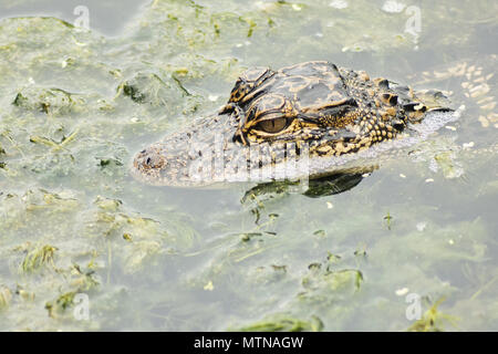 Wild juvenile American alligator in the water at Boyd Hill Nature Preserve, close-up head shot, Saint Petersburg, Florida Stock Photo