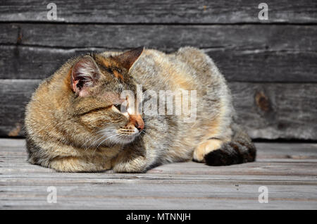 Photo of a multi-colored cat that lazily lays on a wooden surface against a wall of black horizontal wooden boards. A pet resting during good weather Stock Photo