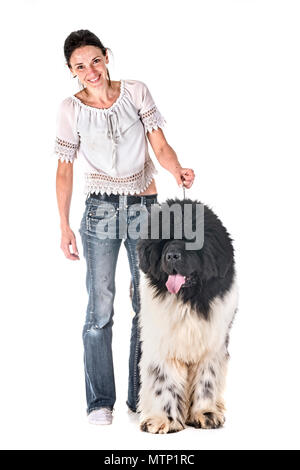 newfoundland dog and woman in front of white background Stock Photo