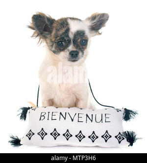 puppy chihuahua in front of white background Stock Photo