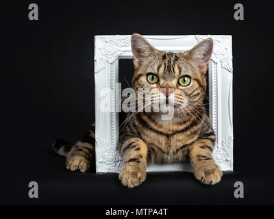 Brown and black tabby American Shorthair cat kitten lying through a white photo frame isolated on white background looking at camera Stock Photo
