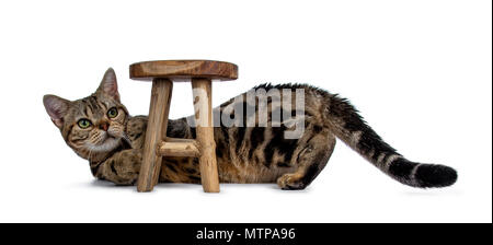 Brown and black tabby American Shorthair cat kitten laying down and playing with little wooden stool looking up isolated on white background Stock Photo