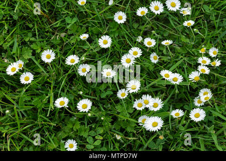 Common daisies growing in a lawn in Wales. Stock Photo