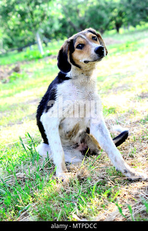 stray dog in nature scratching fur with fleas,image of a Stock Photo