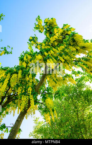 Laburnum anagyroides in full flower against a blue sky Stock Photo