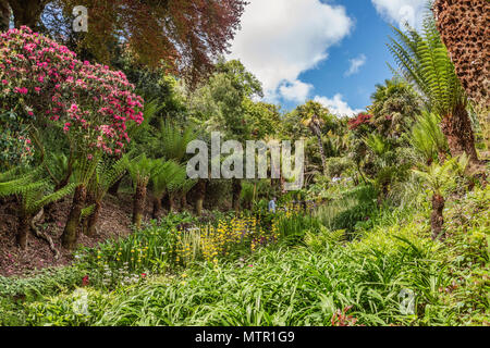 Subtropical Water Garden at the center of Trebah Garden, Cornwall Stock