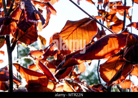 close up of copper coloured leaves and branches of a copper beach hedge, back light from the summer sun forming dapple light on the leaves, the colors Stock Photo
