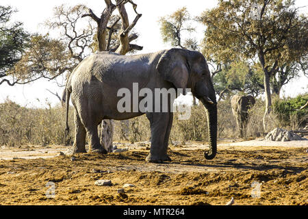 huge elepant  walking across the savannah Stock Photo