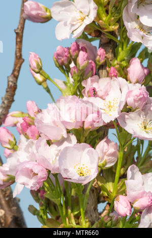 Flowering cherry, prunus amanogawa Stock Photo
