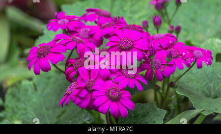 Selective focus of Magenta colour daisy flowers (pericallis hybrid), for spring background Stock Photo