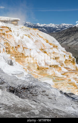 Canary Spring at Mammoth Hot Springs in Yellowstone National Park Stock Photo