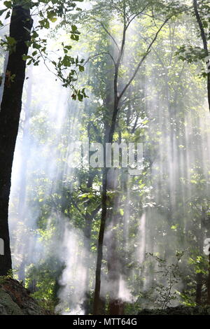 Smoke in forest hit by sunlight Stock Photo