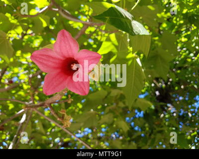 beautiful pink Brachychiton bidwillii flowers on a tree Stock Photo