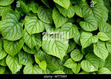Lush green ivy covers a tree Stock Photo