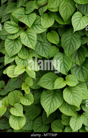 Lush green ivy covers a tree Stock Photo