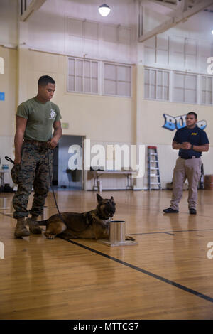 Alfredo Guajardo, right, Bureau of Alcohol, Tobacco, Firearms and Explosives canine trainer, observes Cpl. Albert Tiburcio, military police officer, Security and Emergency Services Battalion, Marine Corps Base Camp Pendleton, and his canine, Gaya, during a National Odor Recognition Test at Naval Weapons Station Fallbrook, Calif., May 24, 2018. NORT is a voluntary test used to evaluate canine teams on their ability to successfully detect various explosive substances. (U.S. Marine Corps photo by Lance Cpl. Betzabeth Y. Galvan) Stock Photo