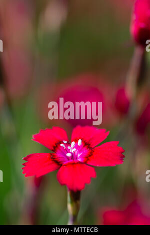 Vertical photo with nice red bloom of small carnation flower. Bloom has nice center with pistils covered by polen. Blooms of other plants are in backg Stock Photo