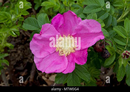 Rosa arkansana, the prairie rose or wild prairie rose, is a species of rose native to a large area of central North America Stock Photo