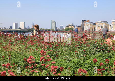 Wild flowers lining the towpath, along the River Thames in Greenwich, SE London, England, UK Stock Photo