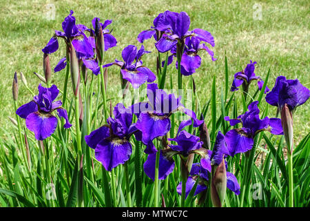 Siberian Iris, Iris sibirica ' Pansy Purple ', Iris blue flower in lawn Stock Photo