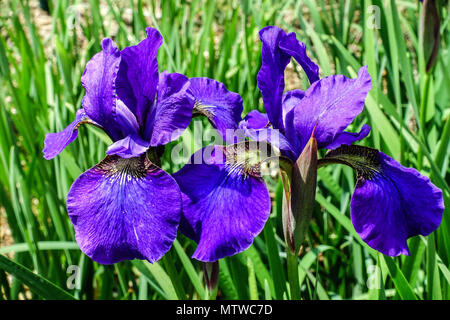 Siberian Iris, Iris sibirica ' Pansy Purple ', Iris flower blue Stock Photo