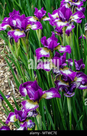 Siberian Iris Purple Iris sibirica 'Currier' irises Stock Photo
