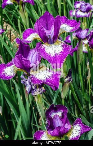 Purple Siberian Iris flower, Iris sibirica ' Currier ' flower portrait Stock Photo