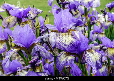 Siberian Iris, Iris sibirica ' Banish Misfortune ', Iris flower blue Stock Photo