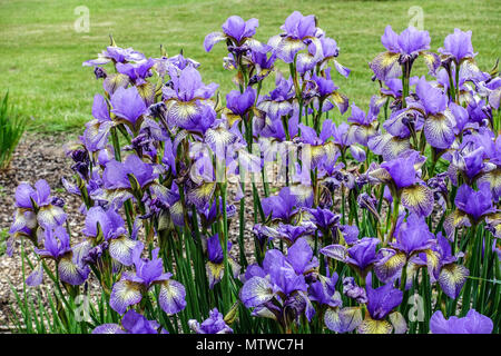 Iris sibirica flowers blue ' Banish Misfortune ' Irises Siberian irises Stock Photo