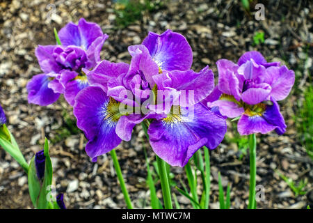 Siberian Iris, Iris sibirica ' Having Fun ' Stock Photo