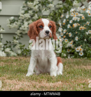 cavalier king charles spaniel puppy Stock Photo
