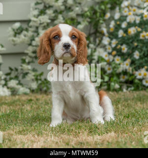 cavalier king charles spaniel puppy Stock Photo