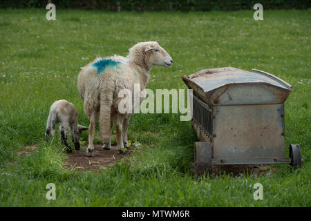 exlamma sheep and lamb Stock Photo