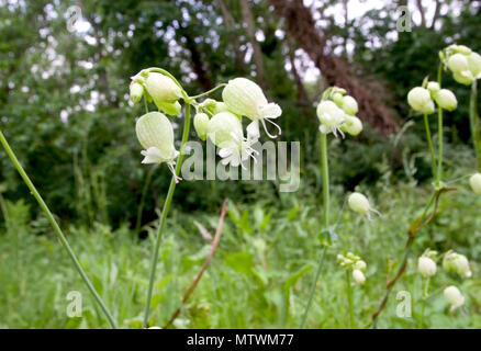 Silene vulgaris, also known as bladder campion, is an upright, semi-evergreen perennial Stock Photo