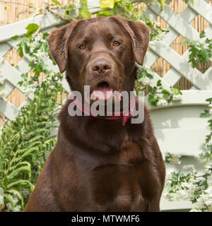 labrador retriever chocolate Stock Photo