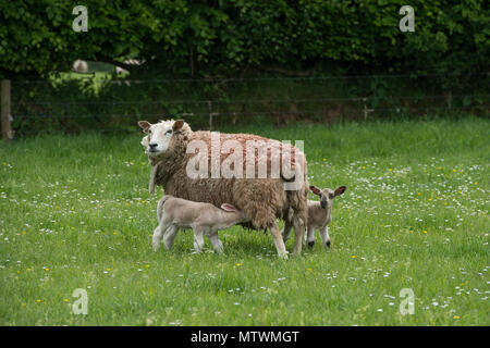 flock of sheep Stock Photo