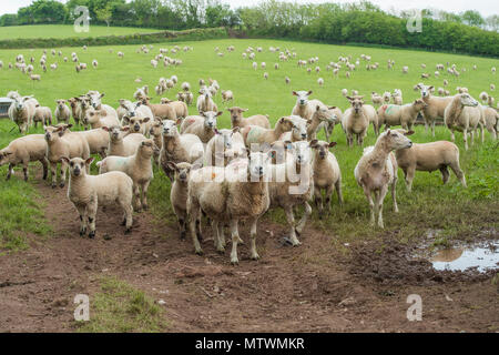 flock of sheep Stock Photo